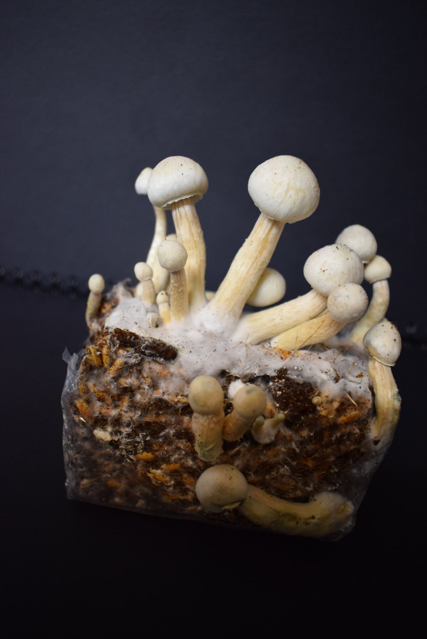 Magic Mushroom Growbag