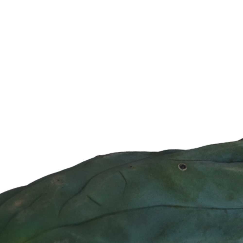 San Pedro Kaktus Schneiden - Monstruosus 24-29 cm