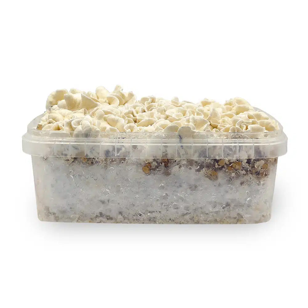 Magic Mushroom Power Stämme