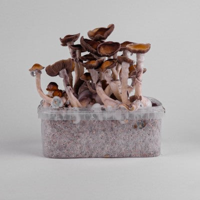 Magic Mushroom Power Stämme