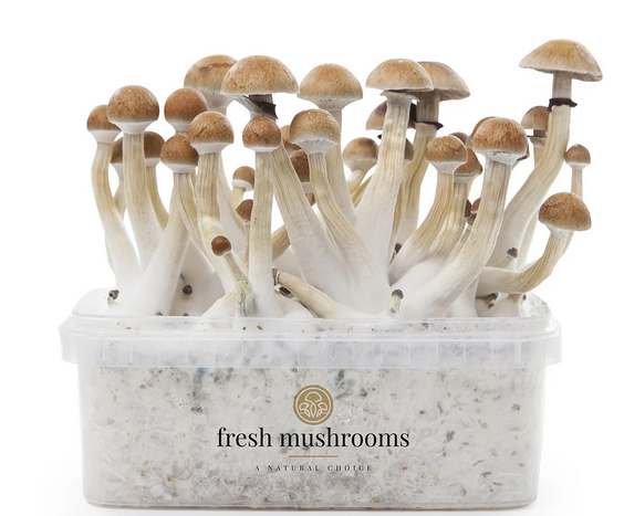 Magic Mushroom Zuchtset (100% Myzelium)