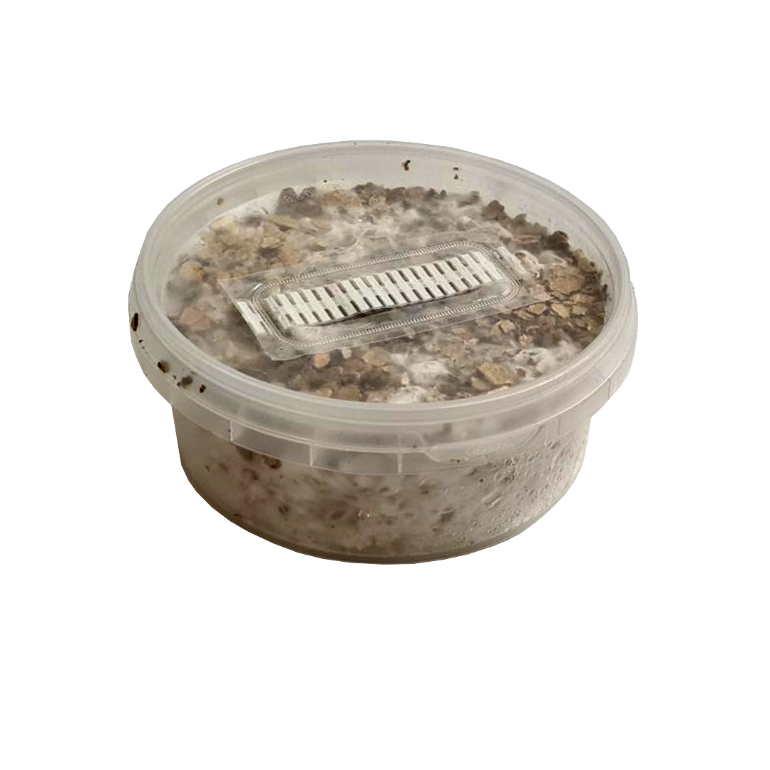 Magic Mushroom Mini Kits