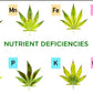 Autoflower Cannabis seeds