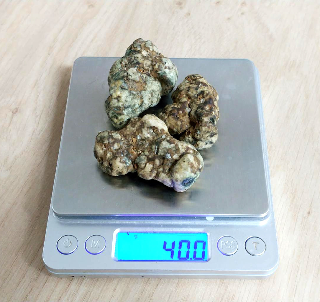 Magische Sklerotien-Erntebox