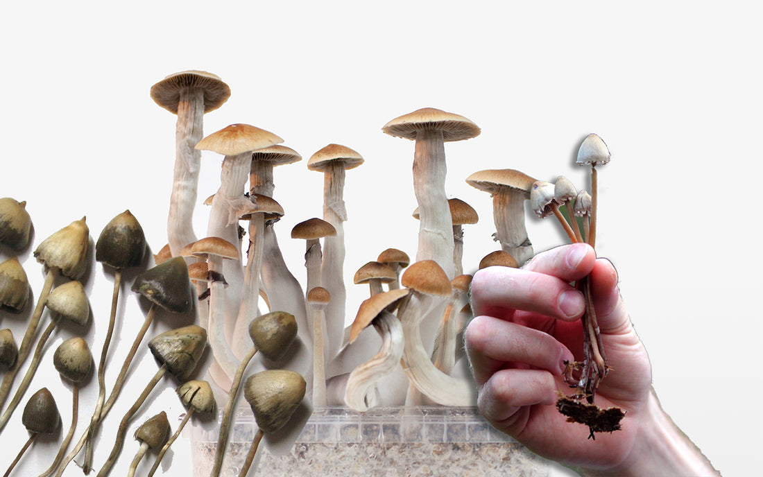 magic mushroom growkit