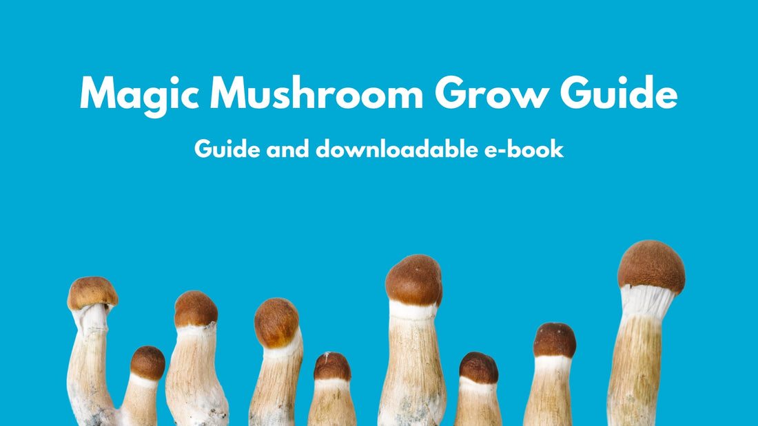 Beginner's guide to growing Magic Mushrooms