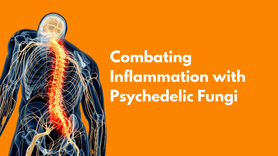 Image of an inflamed human body on orange background. Title: Compating Inflammation with psychedelic fungi