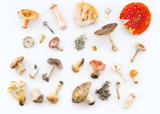The benefits of Medicinal Mushrooms