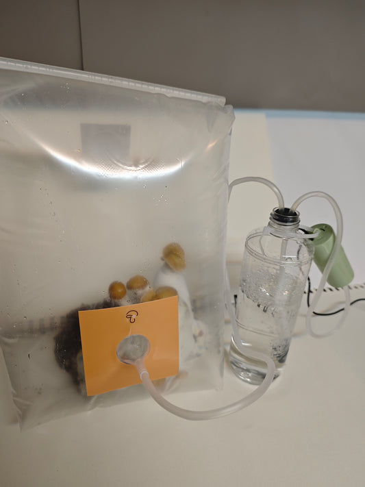 Magic Mushroom 100% Success Pack