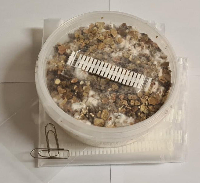 Startpaket för mikrodosering av magisk svamp