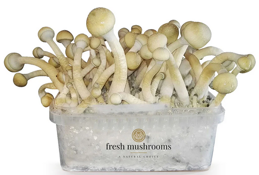 Magic Mushroom Grow Kit (100% Myzel)