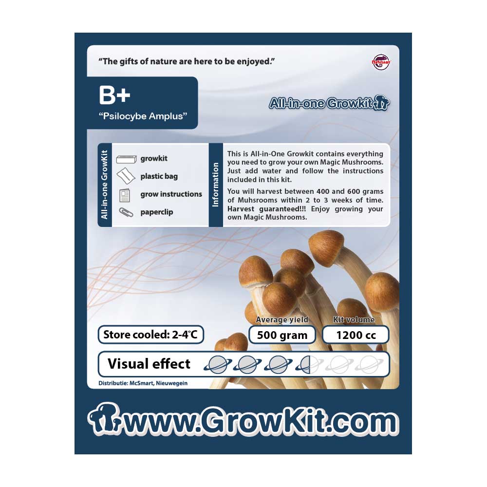 Magic Mushroom Zuchtset (klassisch)