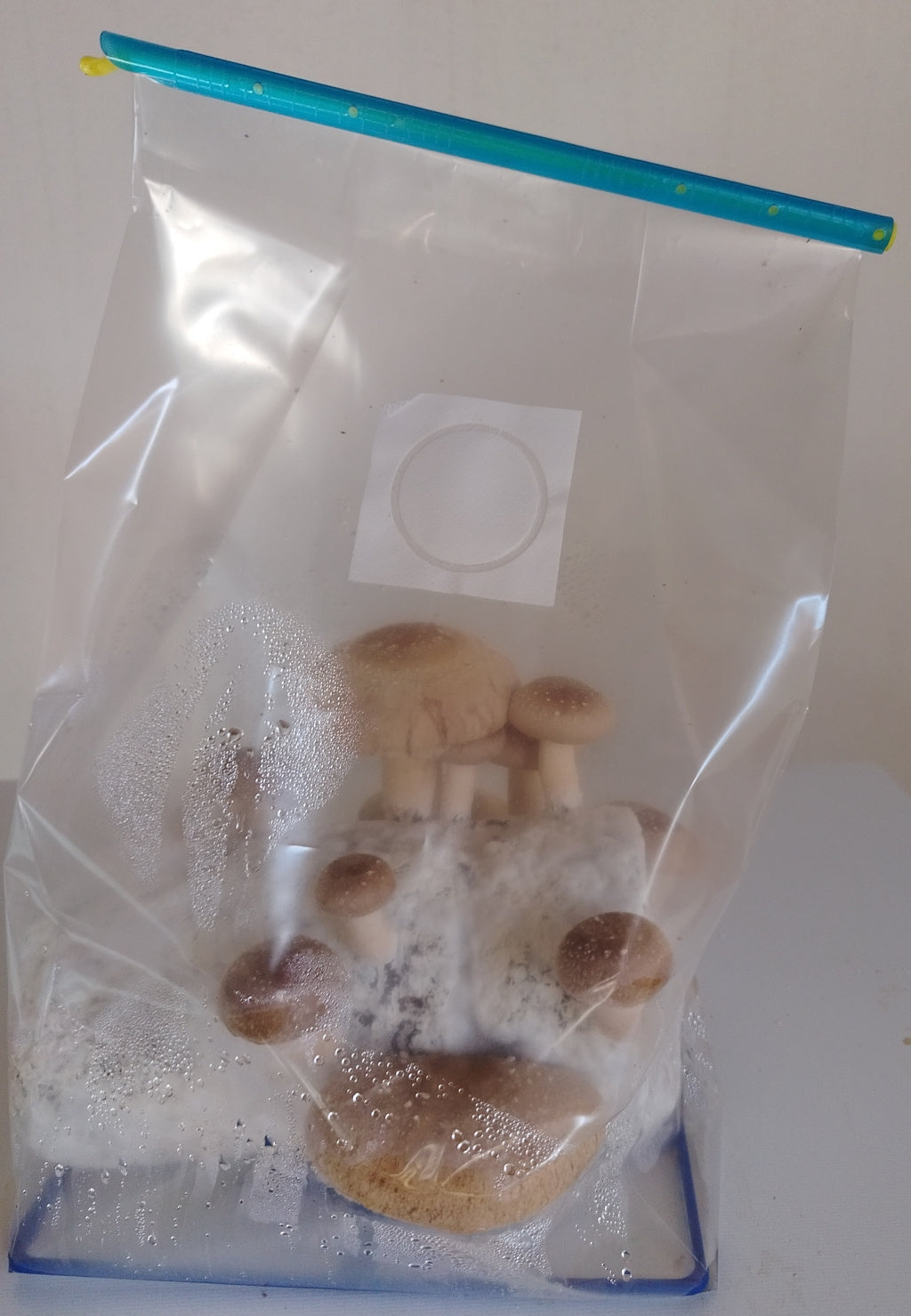Shiitake