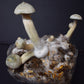 Magic Mushroom Growbag