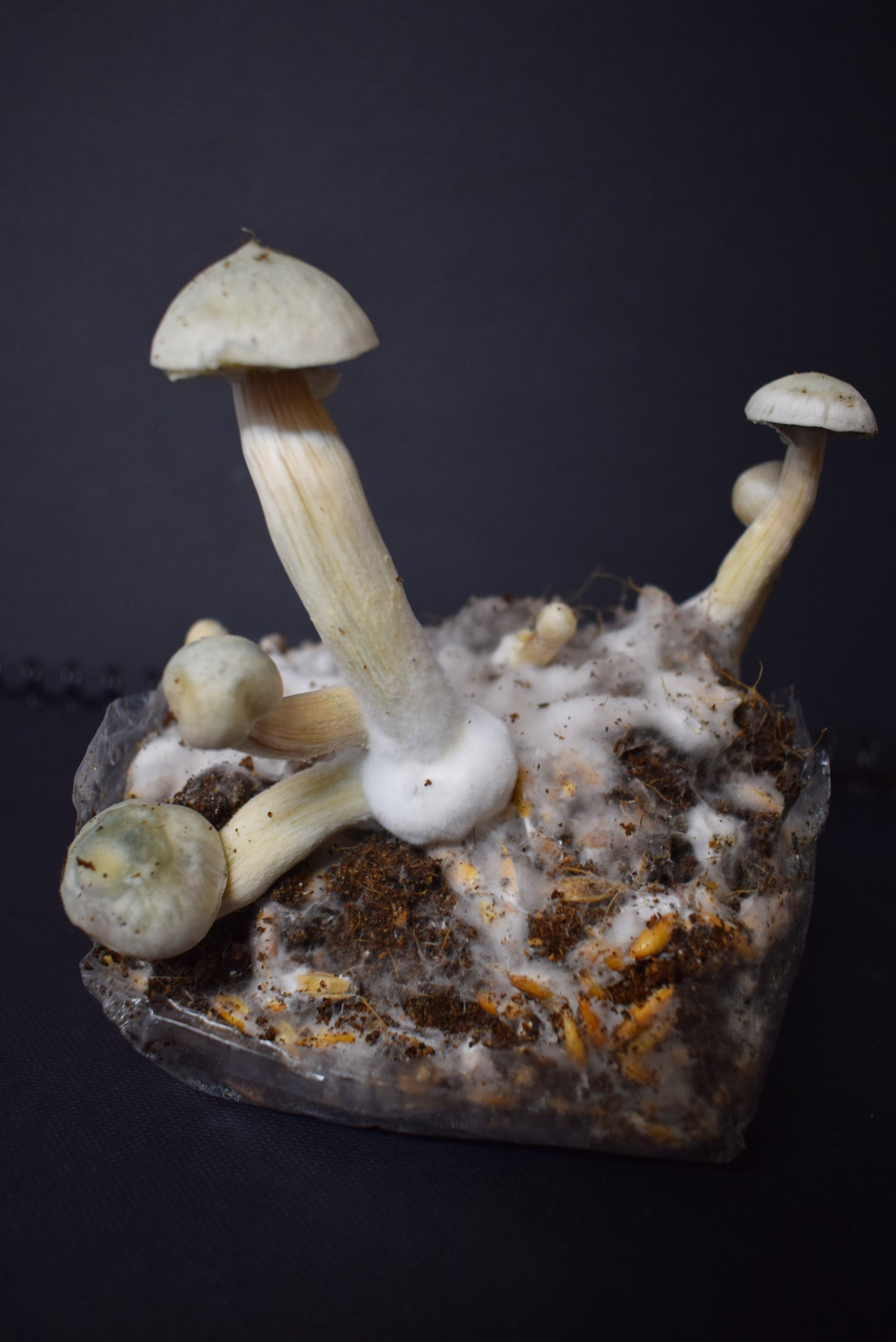 Magic Mushroom Growbag