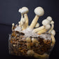Magic Mushroom Growbag