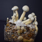 Magic Mushroom Growbag