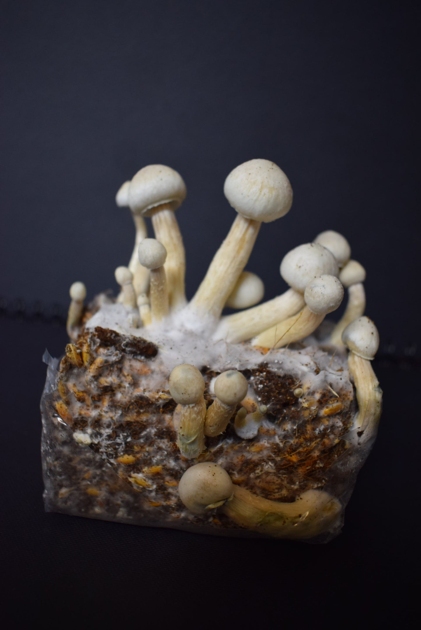 Magic Mushroom Growbag