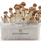 Kit de culture de champignons magiques (100% mycélium)
