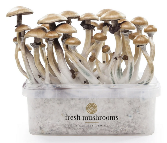 Kit de culture de champignons magiques (100% mycélium)