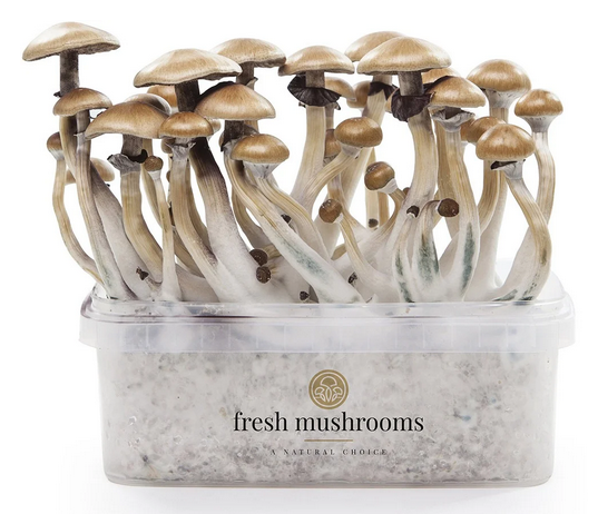 Magic Mushroom Maxi Zuchtsets