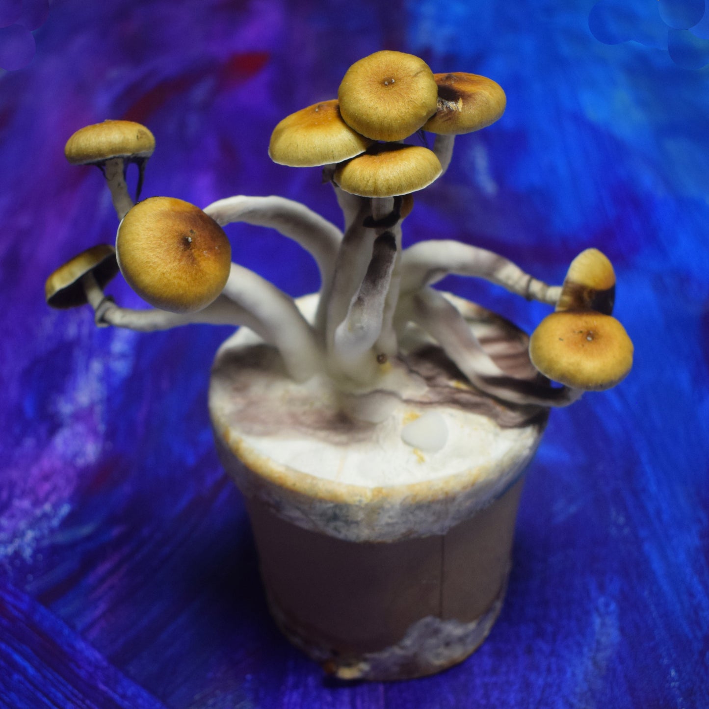 Magic Mushroom Growkit Gral