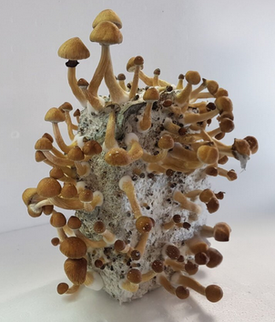 Odlingssats för magisk svamp (100% mycelium)