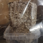 Paddo kweekset (100% mycelium)
