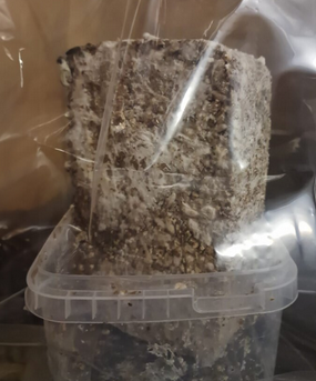 Kit de cultivo de Setas Mágicas (100% micelio)