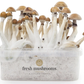 Paddo kweekset (100% mycelium)