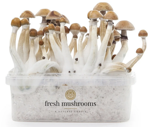 Zestaw do uprawy grzybów Magic Mushroom (100% grzybni)