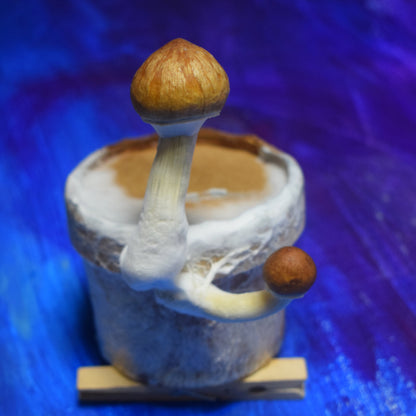 Odlingssats för magiska svampar Grail