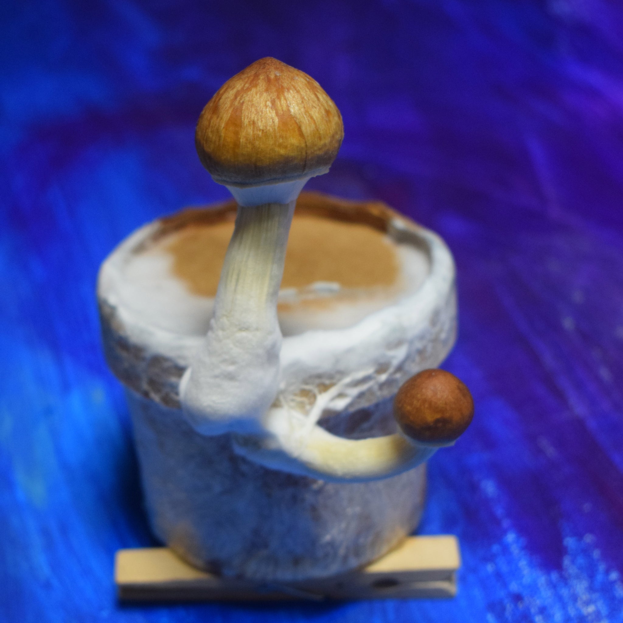 Magic Mushroom Growkit Grail ProviThor