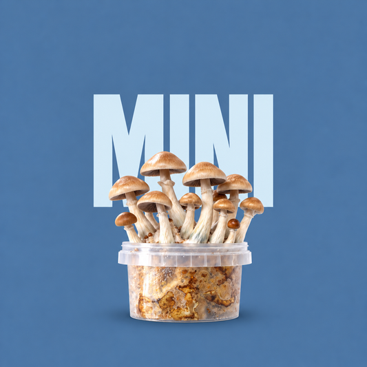 Magic Mushroom Mini Zuchtsets