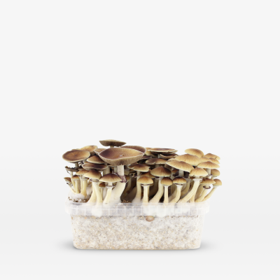 Magic Mushroom Power Strains