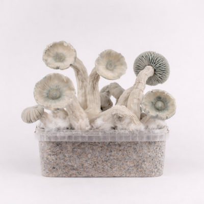 Magic Mushroom Power Strains