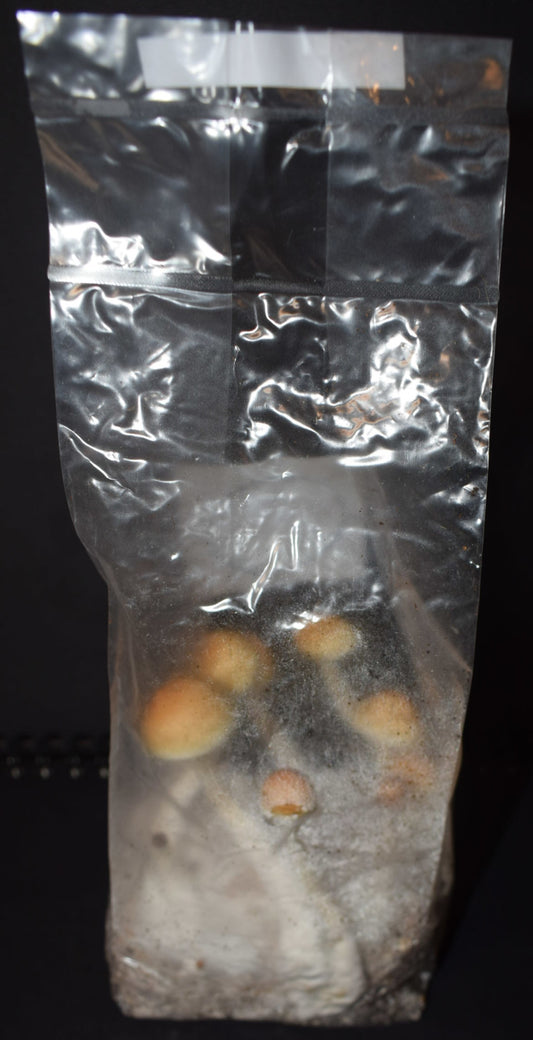 Magic Mushroom Growbag