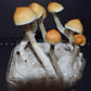 Microdosing Magic Mushroom Starter Pack