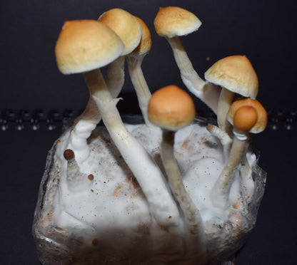 Magic Mushroom Growbag