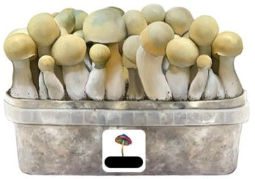 Magic Mushroom Power Strains