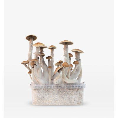 Magic Mushroom Power Strains