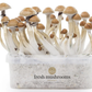 Magic Mushroom Zuchtset (100% Myzelium)