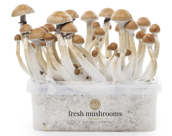 Magic Mushroom Zuchtset (100% Myzelium)