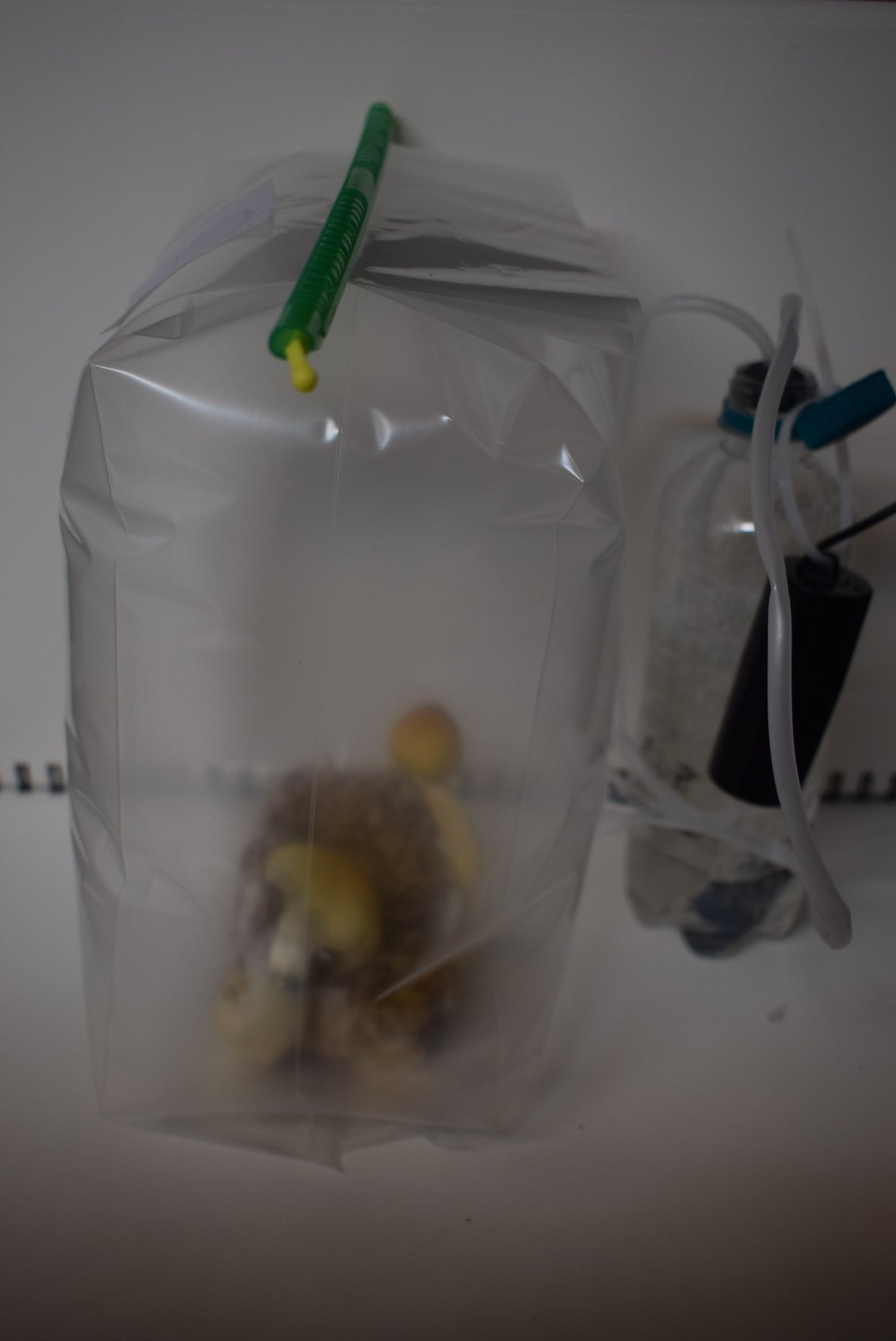 Magic Mushroom 100% framgångspaket