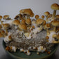 Magic Mushroom Growbag