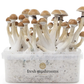 Magic Mushroom Zuchtset (100% Myzelium)