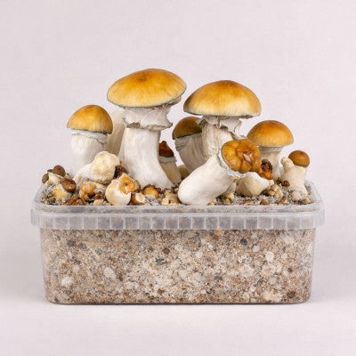 Magic Mushroom Power Stämme