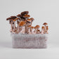 Magic Mushroom Power Strains