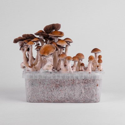 Magic Mushroom Power Stämme