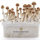 Magic Mushroom Zuchtset (100% Myzelium)
